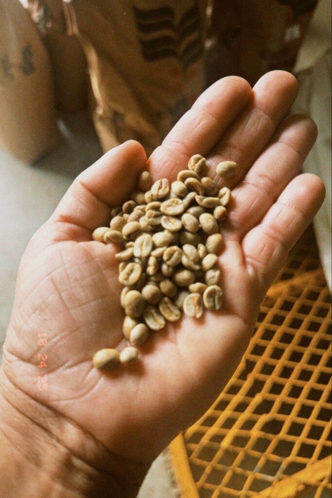 A hand holds a small pile of unroasted green coffee beans above a drying bed