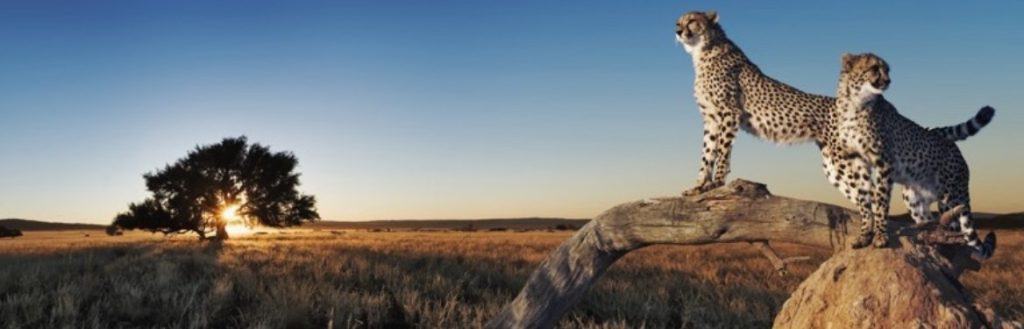 WP Fastest Cache GZIP compression plugin for WordPress