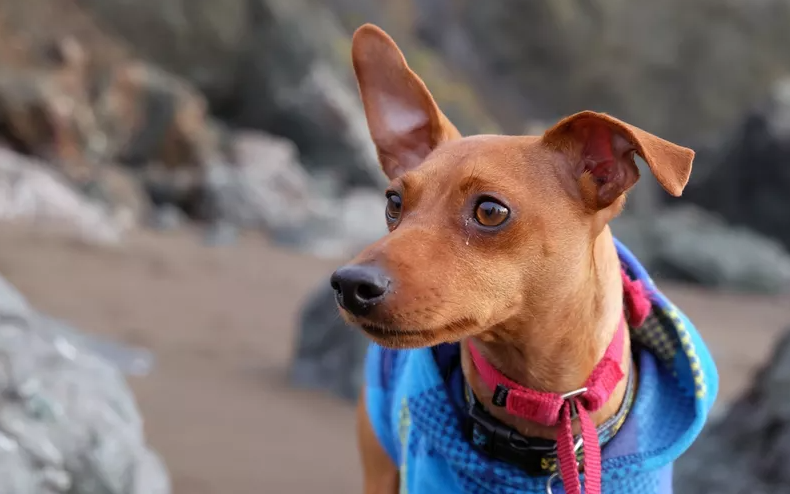 Picture of a pet clothing.