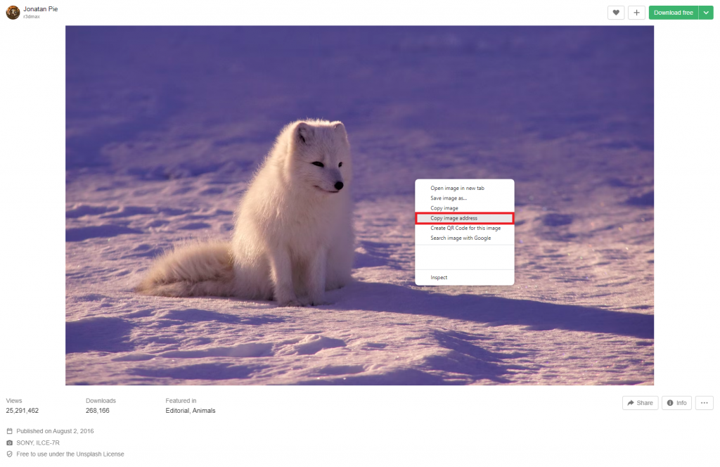 An image of dog from Unsplash and the Windows context menu highlighting the Copy image address option
