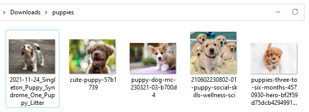 A Windows folder containing pictures of puppies